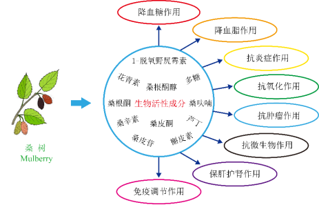 崔红娟教授在桑树活性物质抑制肿瘤的发展进程方面获得新进展-资源昆虫高效养殖与利用全国重点实验室